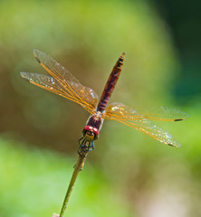Closeup detail of red eyed dragonfly on plant stalk