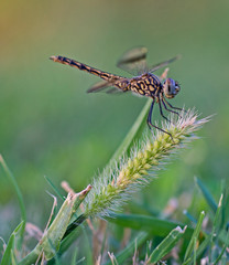 Closeup detail of wandering glider dragonfly on grass