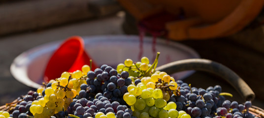 Wine making. Winemaker at work. Technology of wine production in Moldova. The ancient folk tradition of grape processing.