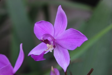 Fototapeta na wymiar close up macro blooming pink orchid flowers on green leaves backgound [2146]