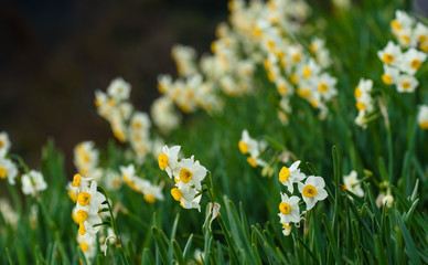 Obraz premium 灘黒岩水仙郷