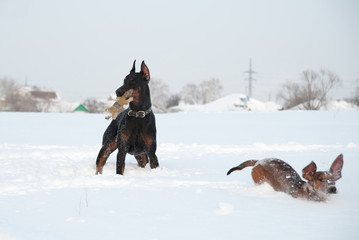 Black and tan young doberman and dachshund playing with a toy in deep snow in a field
