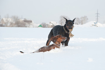 Fototapeta na wymiar Black and tan young doberman and dachshund playing with a toy in deep snow in a field
