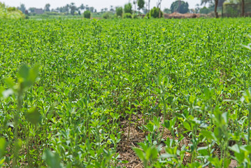 Fototapeta na wymiar Field of food crop growing in rural farm meadow