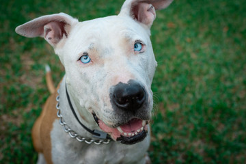 Obraz premium Pitbull american stanford smiling at the camera. Aerial shot. Green background. Close-up portrait of a cute dog.