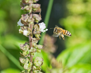 Honey bee in flight next to flowering plant