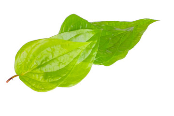 Betel leave in white background