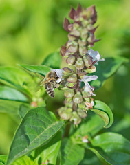 Honey bee covered on flower bud in garden
