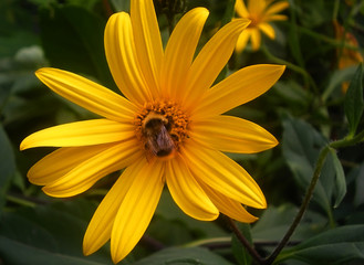 Bumblebee on a yellow Jerusalem artichoke flower.