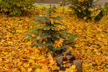Golden autumn during leaf fall in the city Park. There is a small Christmas tree, all strewn with yellow maple leaves. On the ground lies a thick layer of Golden maple leaves.