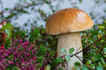 Steinpilz mit Erika Kraut