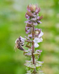 Honey bee covered on flower bud in garden