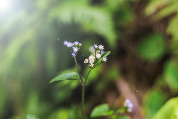 blue flower in the garden