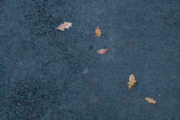 small autumn fallen oak leaves on gray asphalt.