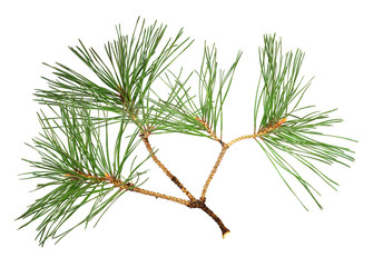 Closeup of pine twigs