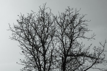 Tree without leaves against a gray sky. Tree silhouette in cloudy weather