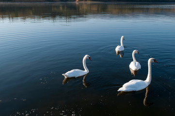 white swans with small swans on the lake