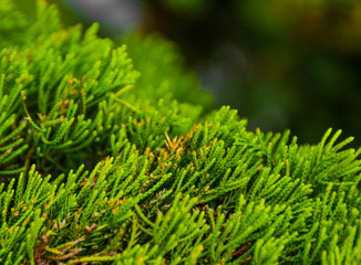 Disneyland Hong Kong 