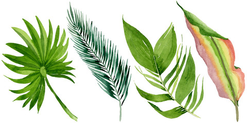 Fototapeta premium Palm beach tree leaves jungle botanical. Watercolor background illustration set. Isolated leaves illustration element.