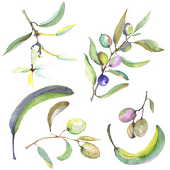Olive branch with black and green fruit. Watercolor background illustration set. Isolated olives illustration element.