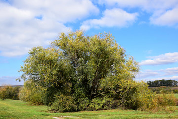 Fototapeta na wymiar Autumn Tree Nature Beauty Scenic Landscape