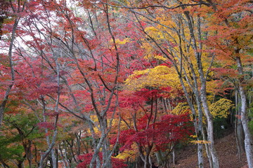紅葉の風景