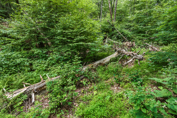 アメリカ、シェナンドー国立公園