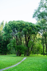 Fototapeta na wymiar View on the green summer park
