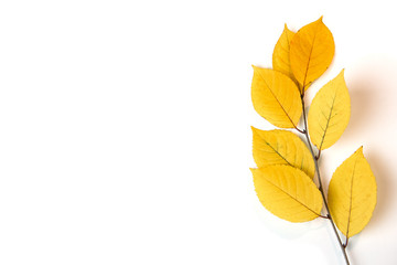 autumn leaves isolated on white background