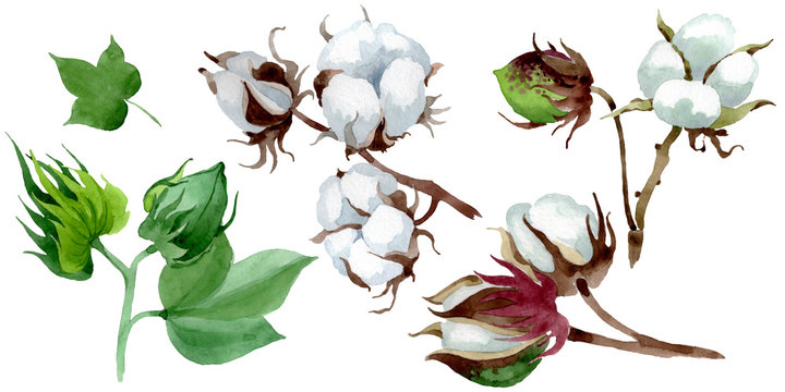 White cotton floral botanical flower. Watercolor background illustration set. Isolated cotton illustration element.