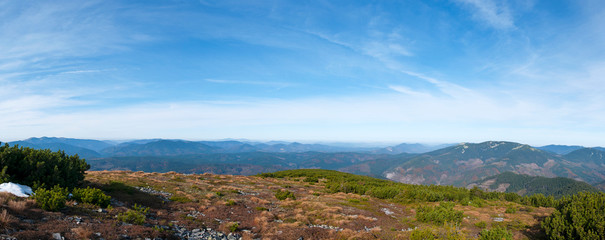 Fototapeta premium beautiful panorama with alpine pine and mountains under blue sky