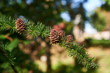 Small pine cones in the wild.