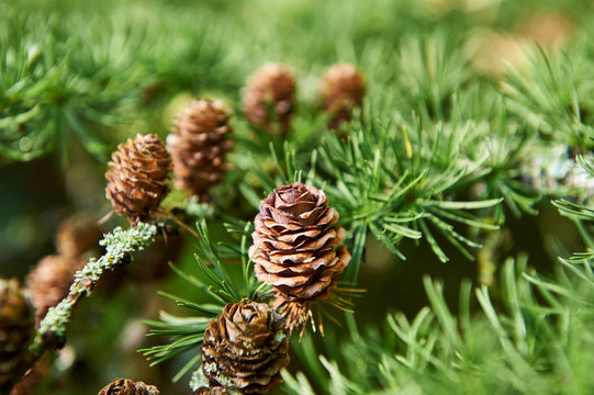 Small pine cones in the wild.