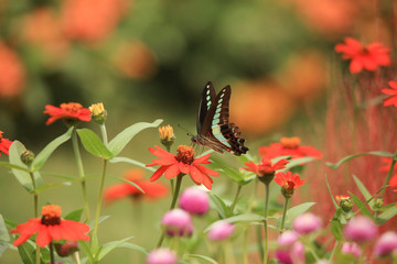 アオスジアゲハ