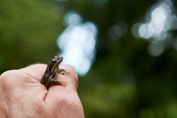 A brown frog in a man's hand.