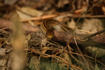シマヘビ
