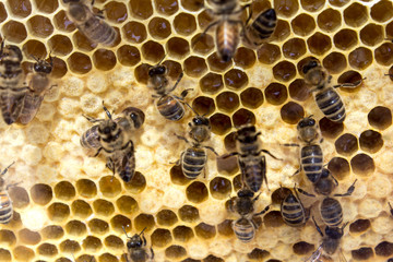 backgrounds, colony, sweet, beeswax, honey, healthy, honeycomb, wax, food, hexagon, yellow, nature, bee, macro, golden, hive, busy, gold, beehive, cell, medicine, pattern, shape, background, closeup, 