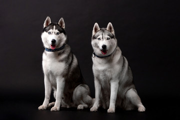 Husky breed dog on a black background