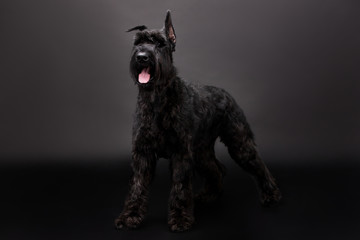 dog breed Black Russian Terrier on a black background