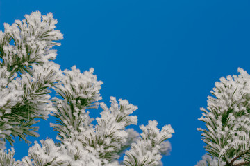 Winter background with pine branches covered with snow, Christmas rime on firtree, macro blue sky...