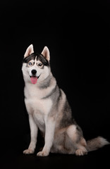 Husky breed dog on a black background