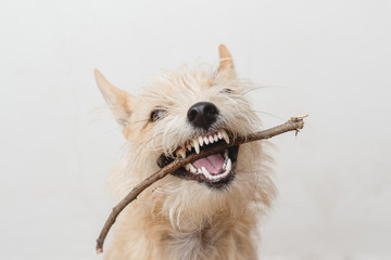 Brown and white dog playing with a stick in white background. Happy dog. Mutt dog.