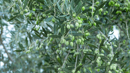 Olive tree branches full of harvest. Green olives on tree, natural extra virgin olive oil theme....