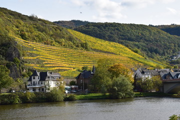 Weinberge an der Terassenmosel im Herbst