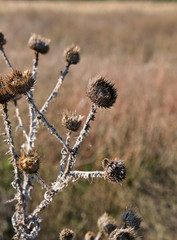 dry thistle growing in the desert spiny, autumn day
