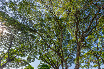 Big tree branches for the background