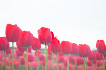 真っ赤なチューリップ