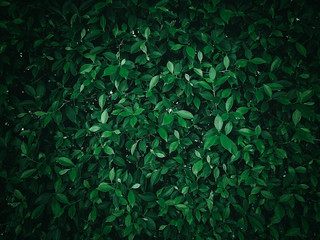 Naklejka na ściany i meble Spring season wallpaper concept, large foliage plants of tropical leaf with dark green texture in garden, abstract nature background..