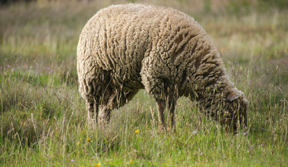 Wild sheep in the field