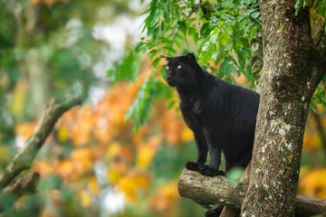 Black panther on the tree in the jungle © AB Photography